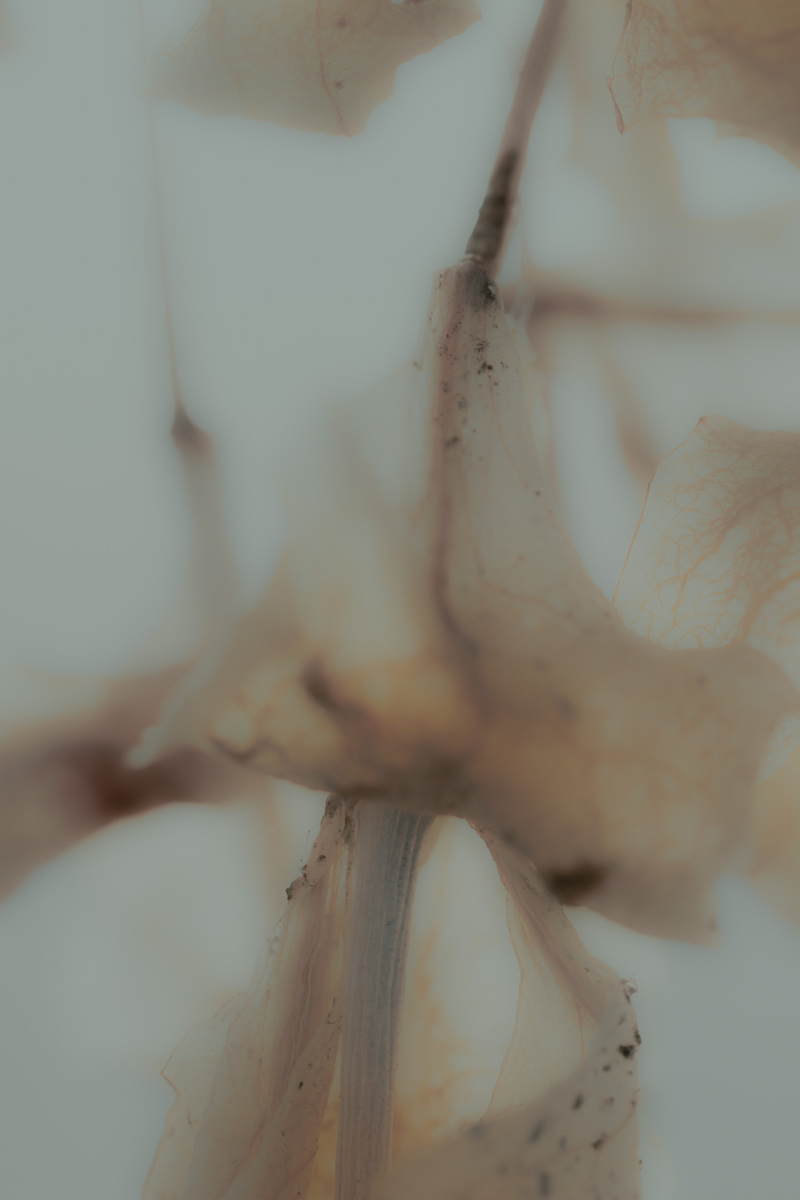 Untitled 1